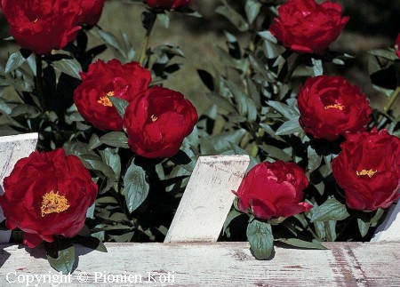 Paeonia 'Red Red Rose', hybridipioni